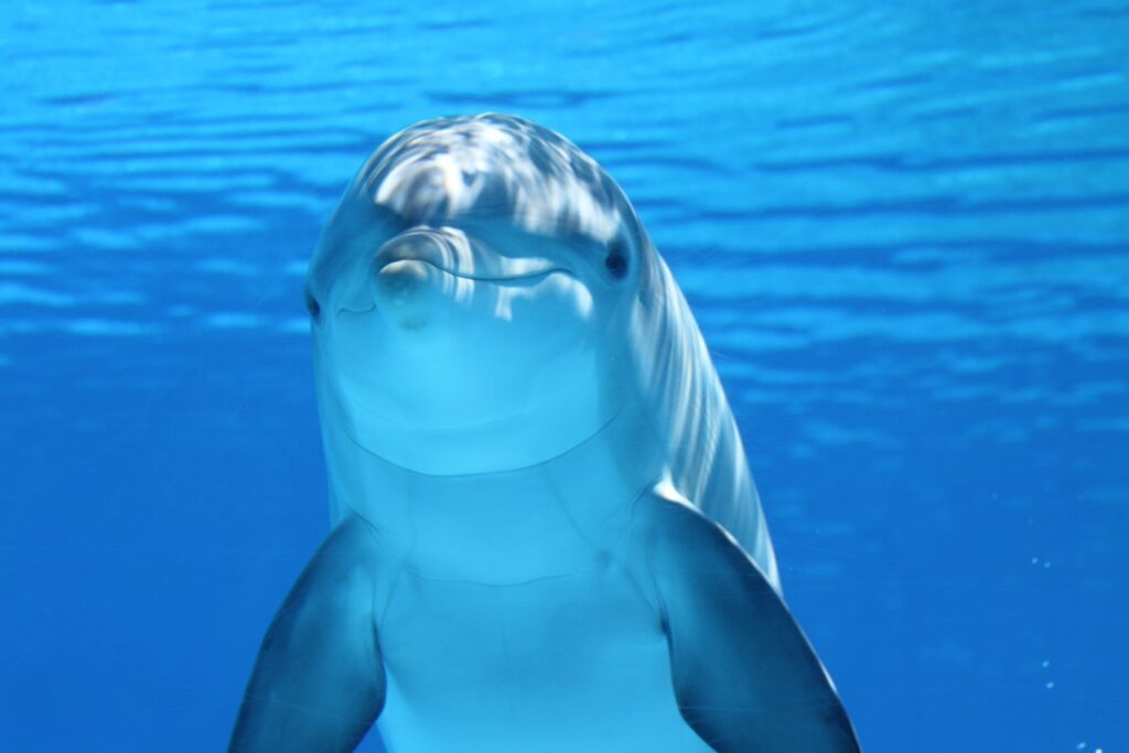 Happy Dolphin
